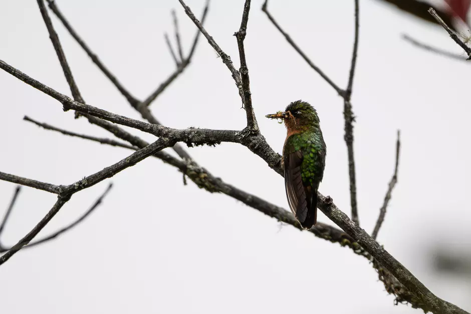 Especies de aves