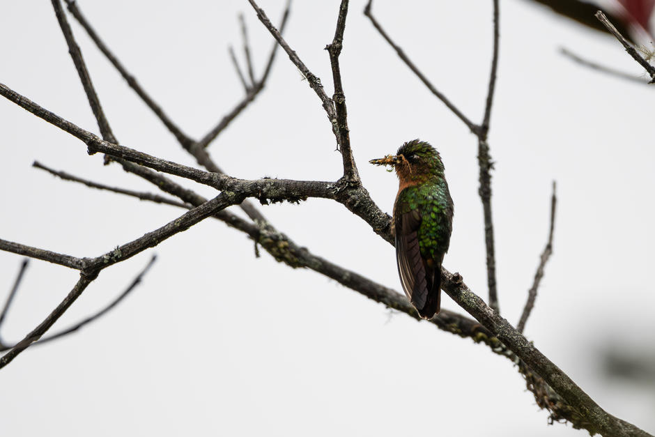 Especies de aves