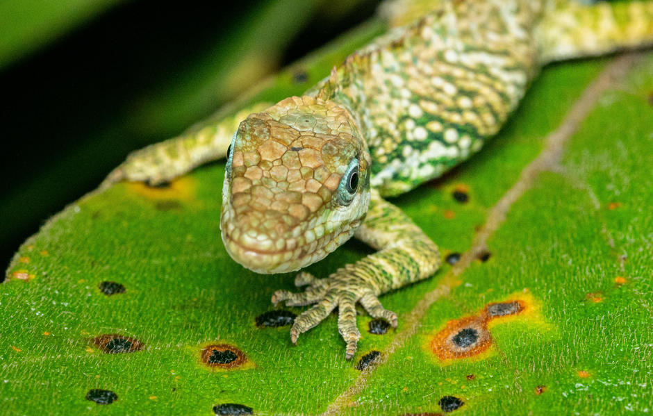 Reptiles