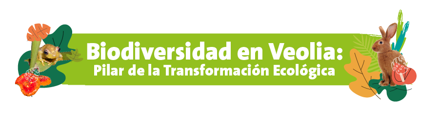 Pilar de la transformación