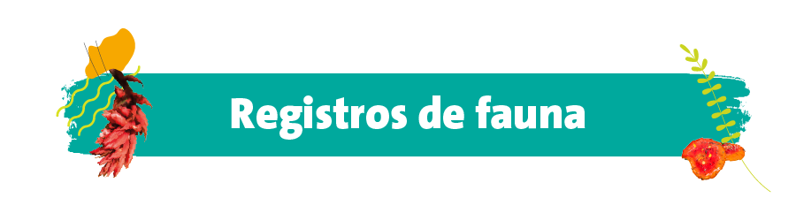 Registros de fauna
